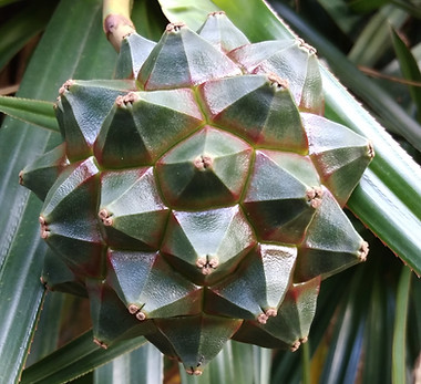 Pandanus sylvestris.jpeg