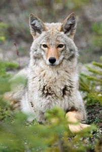 d5a2c6aa84bcafefe5a94ecf0ce38577