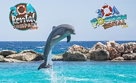 Discovering Marine Life in Destin, Florida