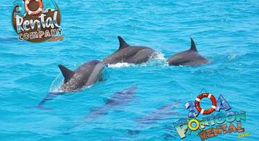 Crab island 30a pontoon rental boat rental.jpg