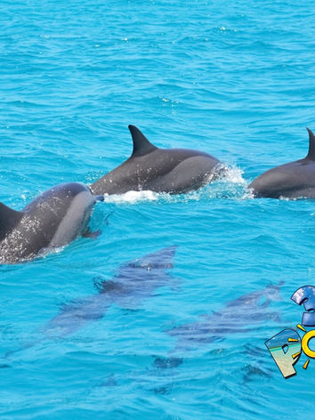 dolphin cruises 30a dolphin cruises crab island 30a.jpg