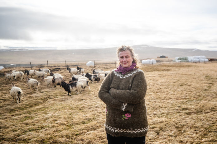 Icelandic Explorer The Icelandic Goat Centre