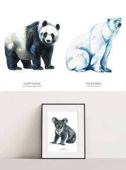 Bears