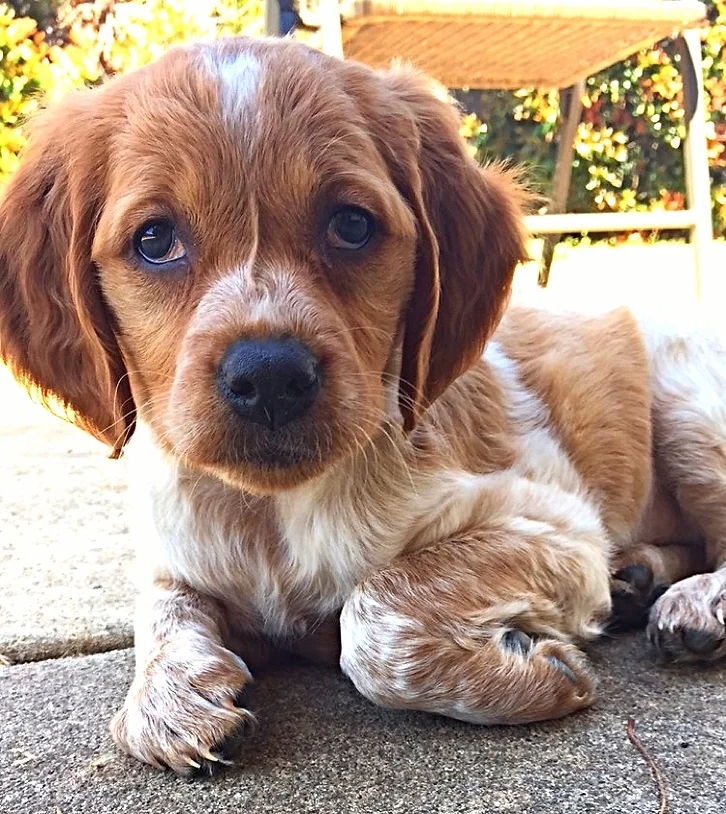 epagneul breton puppies for sale