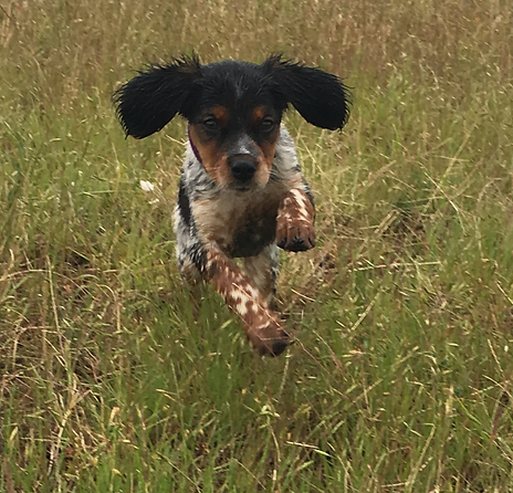 epagneul breton for sale