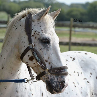 Max.jpg