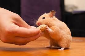Miniatura: Hamster sirio