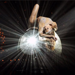 Hire an Events Contortionist