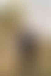 Gulf Shores beach wedding | Alabama wedding photographer