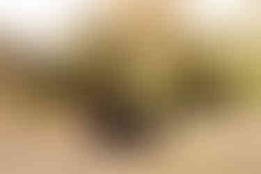 Addams Family-inspired maternity session | Alabama family photographer