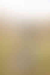 Chickamauga Battlefield family session | North Georgia family photographer