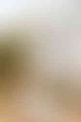 Gulf Shores beach wedding | Alabama wedding photographer