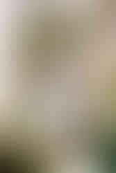 Southern Alabama wedding venues | wedding venues in Southern Alabama