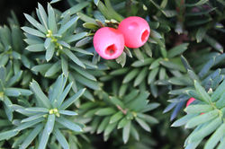 img_3833_31743564532_o