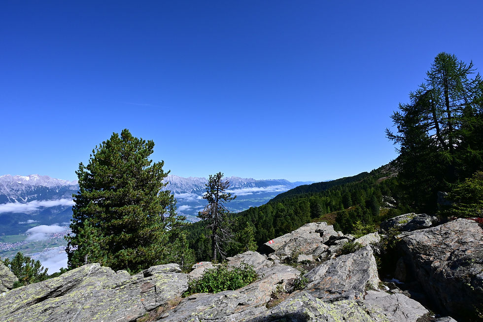 Zirbenbäume und Felsformationen in Tirol