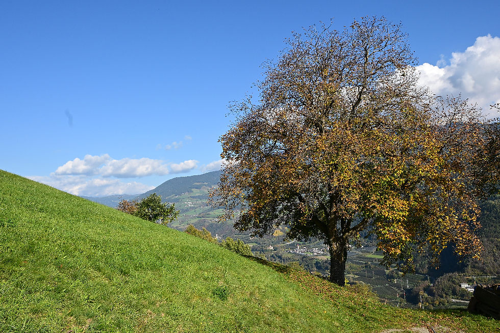 Chestnut tree in South Tyrol