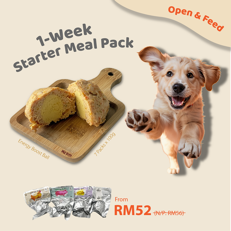 Happy puppy with 1-Week Starter Meal Pack & Energy Boost Ball dog treat