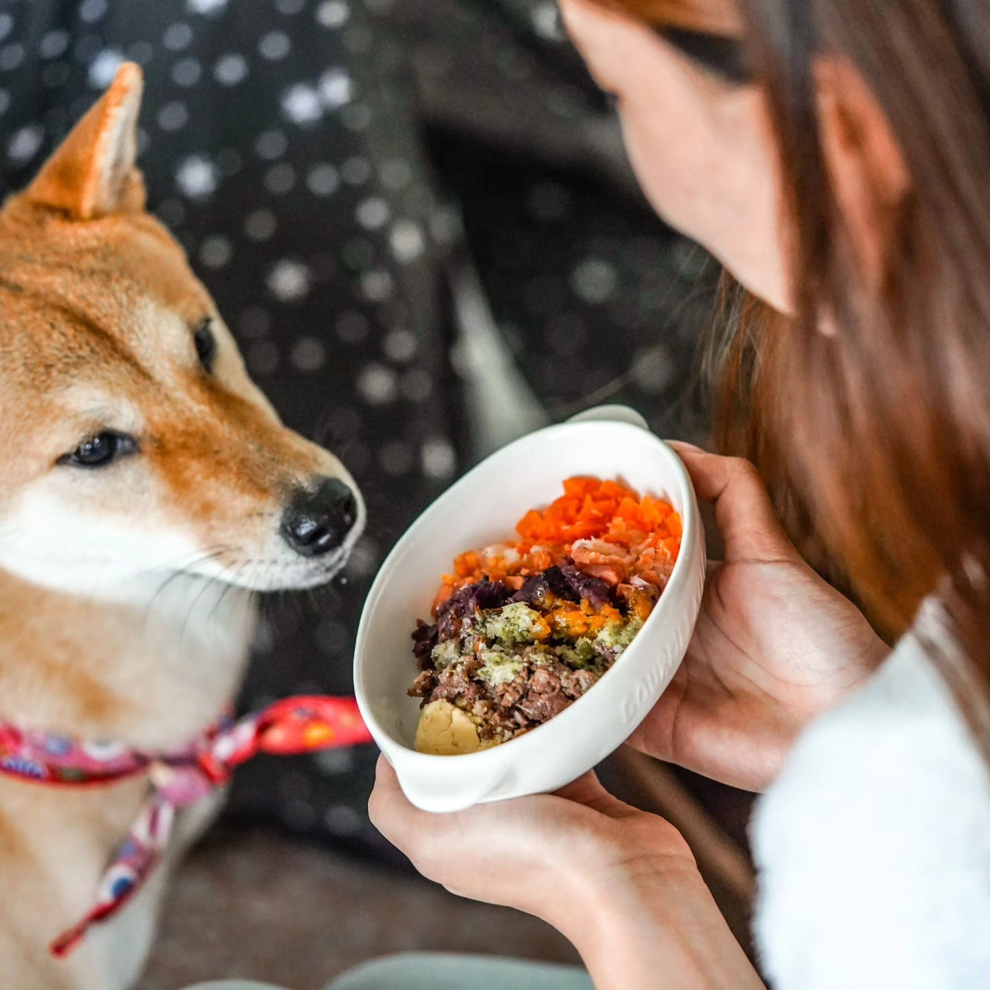 Shiba Inu eager for Duck Jerky Dog Treat