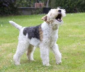 Barking%2520dog_edited_edited.jpg