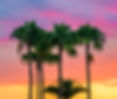 Colorful Palm Trees