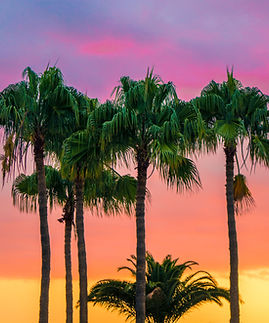 Colorful Palm Trees