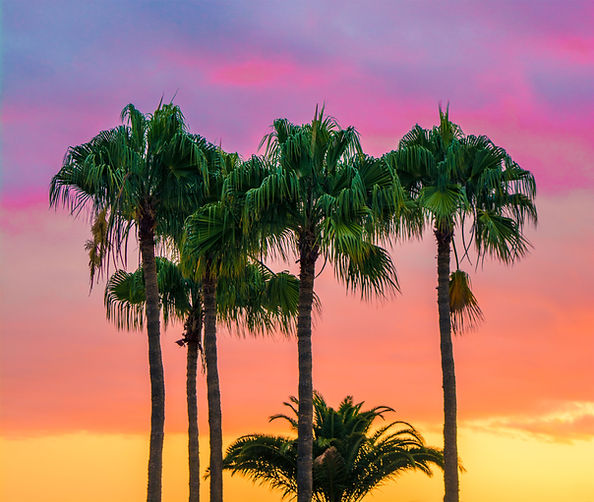 Palm Trees