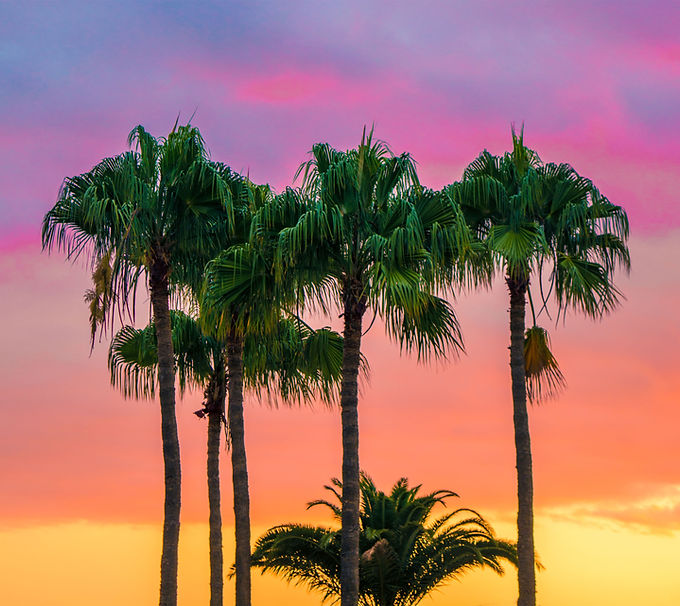 Colorful Palm Trees