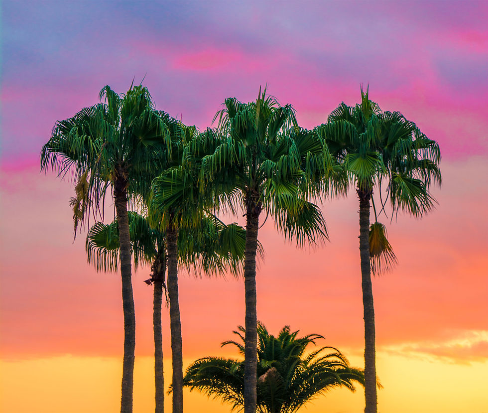 Colorful Palm Trees