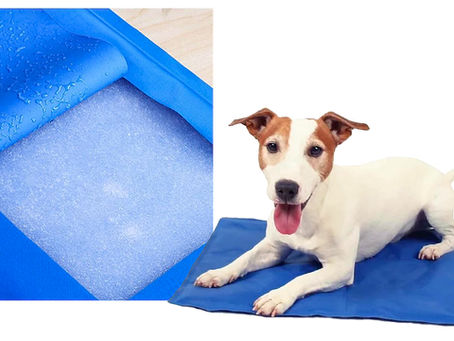 5 petites façons pour rafraîchir au mieux son animal