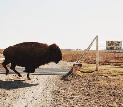 Like a Buffalo