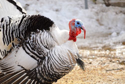 SENTINEL & ENTERPRISE/ASHLEY LUCENTE