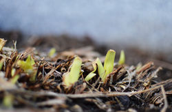 SENTINEL & ENTERPRISE/ASHLEY LUCENTE