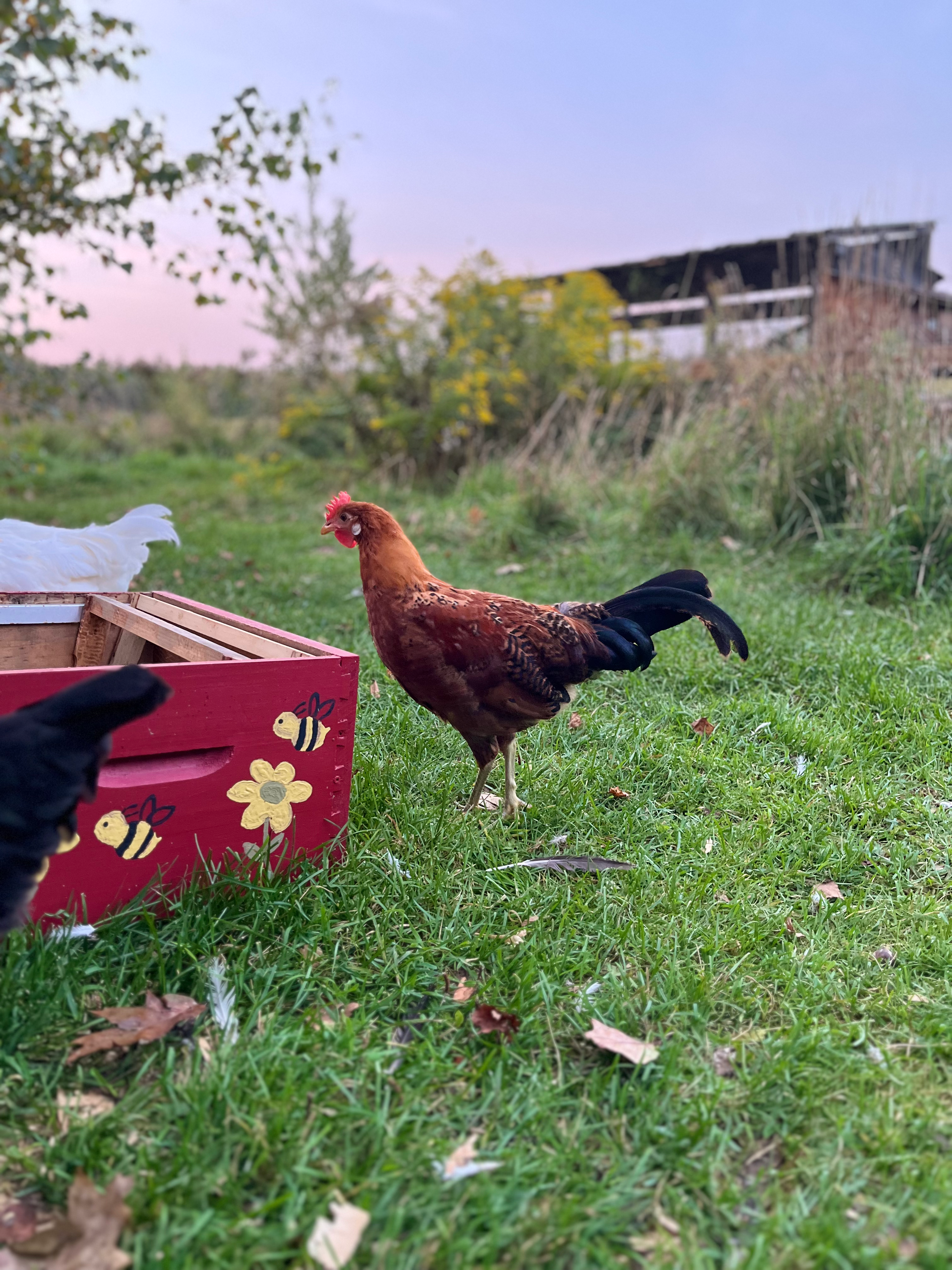 Coq Sicillien 5 mois