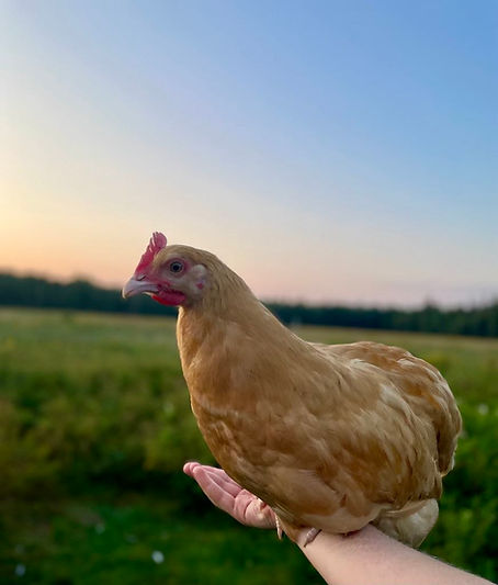 c8460c4e-c922-402b-b23a-ee8aa3bd46b8.jfif