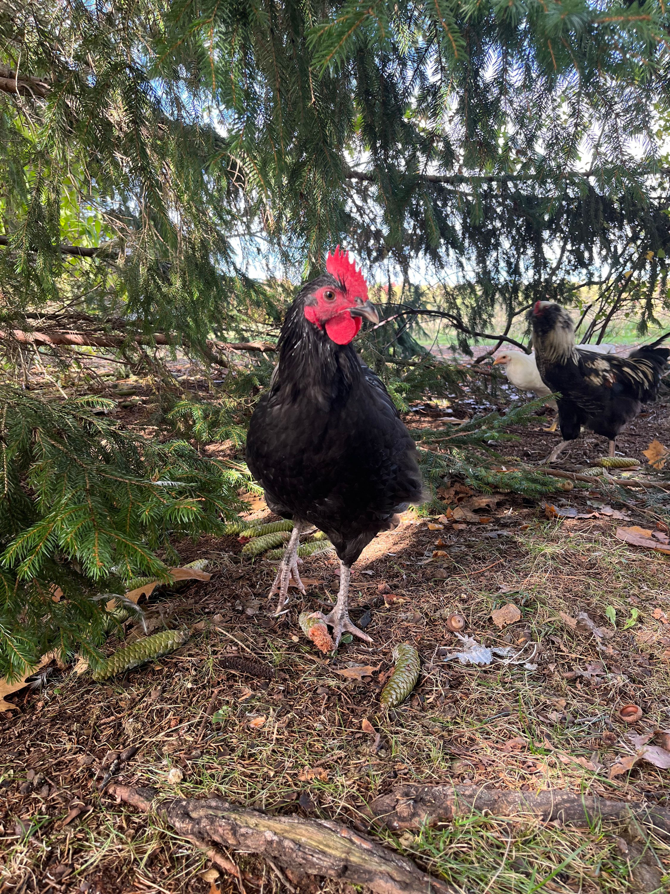 Coq Australorp noir 5 mois 
