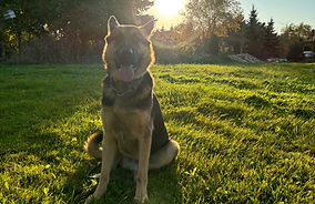 Dog Training at Home