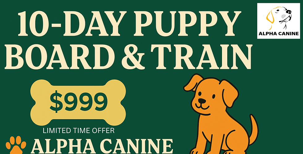 Puppy Board and Train.png