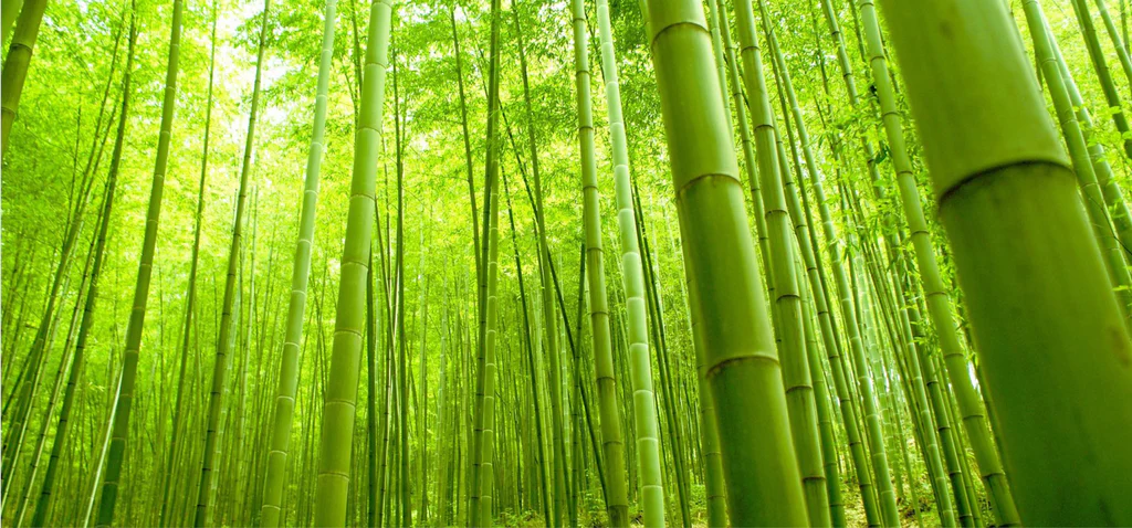 Bamboo_Forrest_1024x1024.webp