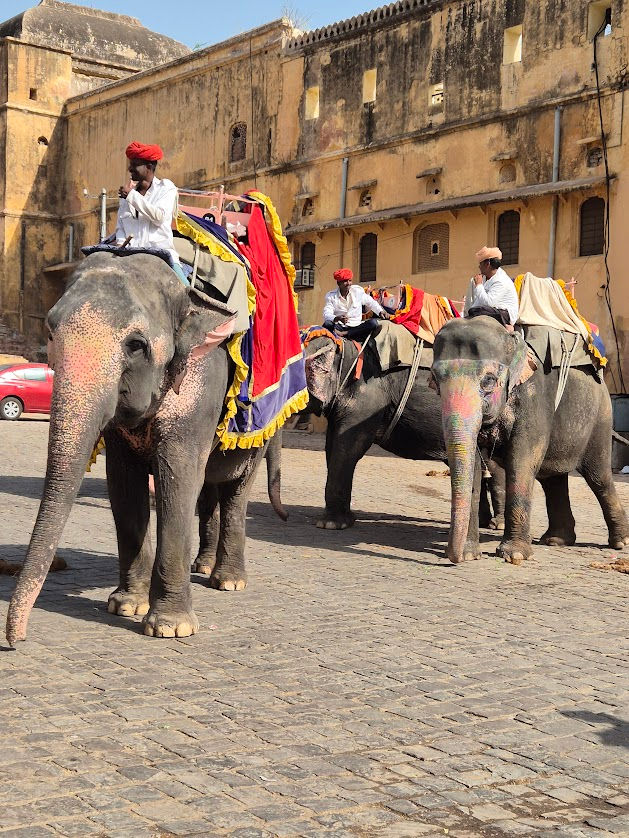 Bunt bemalte Elefanten im Fort von Jaipur.