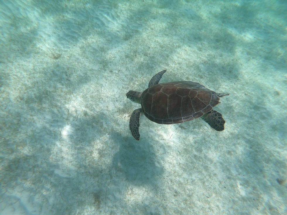 swimming with turtles