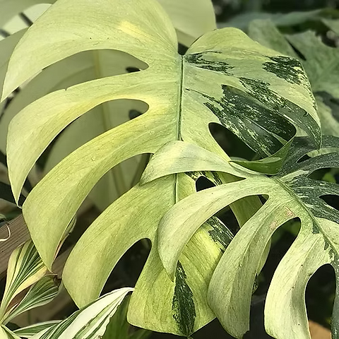 parlor palm for sale Parlor Palm Neanthe Bella Palm