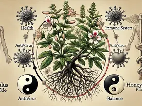 Astragalus og Kaprifol: Naturlige Støttespillere mot COVID-19