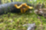 chants_edited_edited.jpg