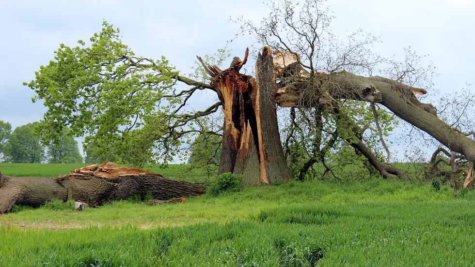 Emergency Tree Service: Safeguarding Your Property and Peace of Mind