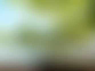 Emergency Tree Service: Essential Care When You Need It Most