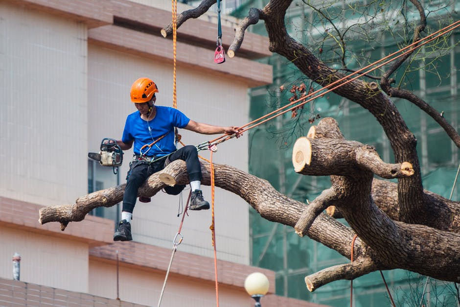 Emergency Tree Service: Why You Shouldn't Wait Until It’s Too Late