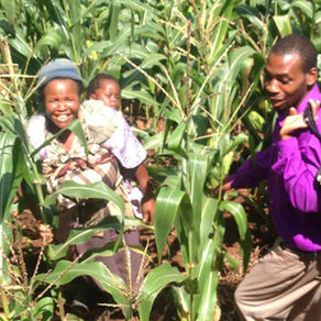 OPV seeds helping to restore ubuntu