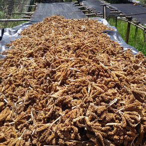Investment in small grain processing technology essential for sustainability
