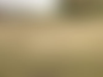 ドッグランに行ってきました