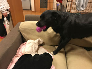 新しいおもちゃ